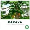 Papaya (Mamón)