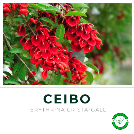 Ceibo