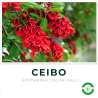 Ceibo