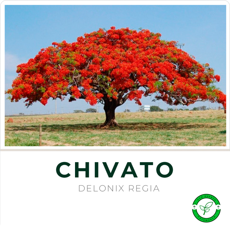 Chivato