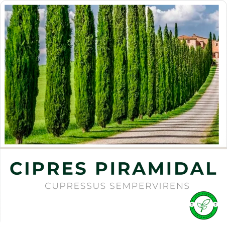 Cipres Piramidal