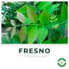 Fresno grande (2 mts aproximado)