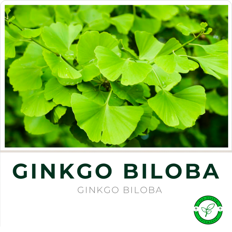 Ginkgo Biloba