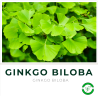 Ginkgo Biloba