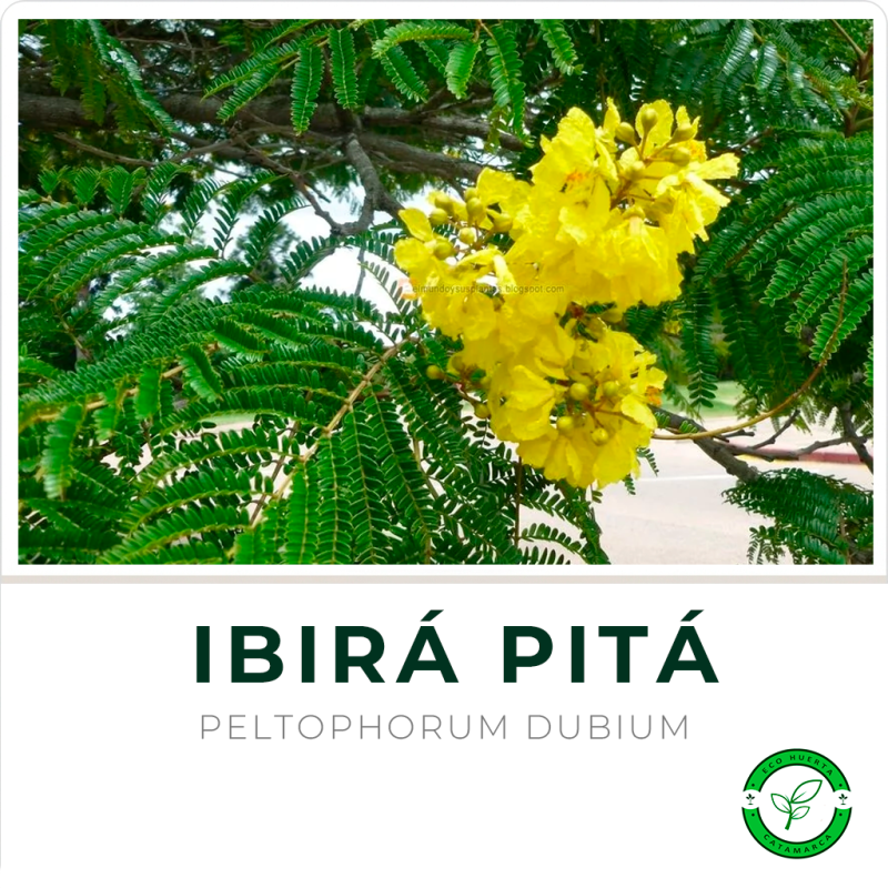 Ibirá Pitá