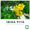 Ibirá Pitá