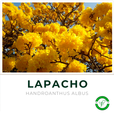 Lapacho Amarillo