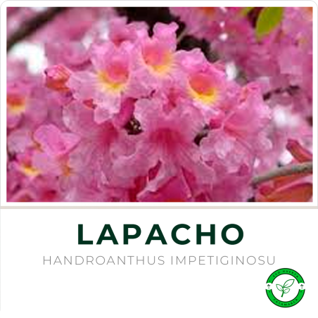 Lapacho Rosado (2 mts aprox.)