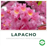 Lapacho Rosado (2 mts aprox.)