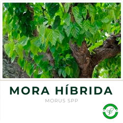 Mora híbrida (2 mts aprox.)