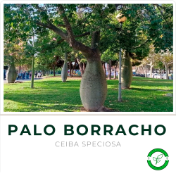 Palo Borracho (2.5 mts aprox)