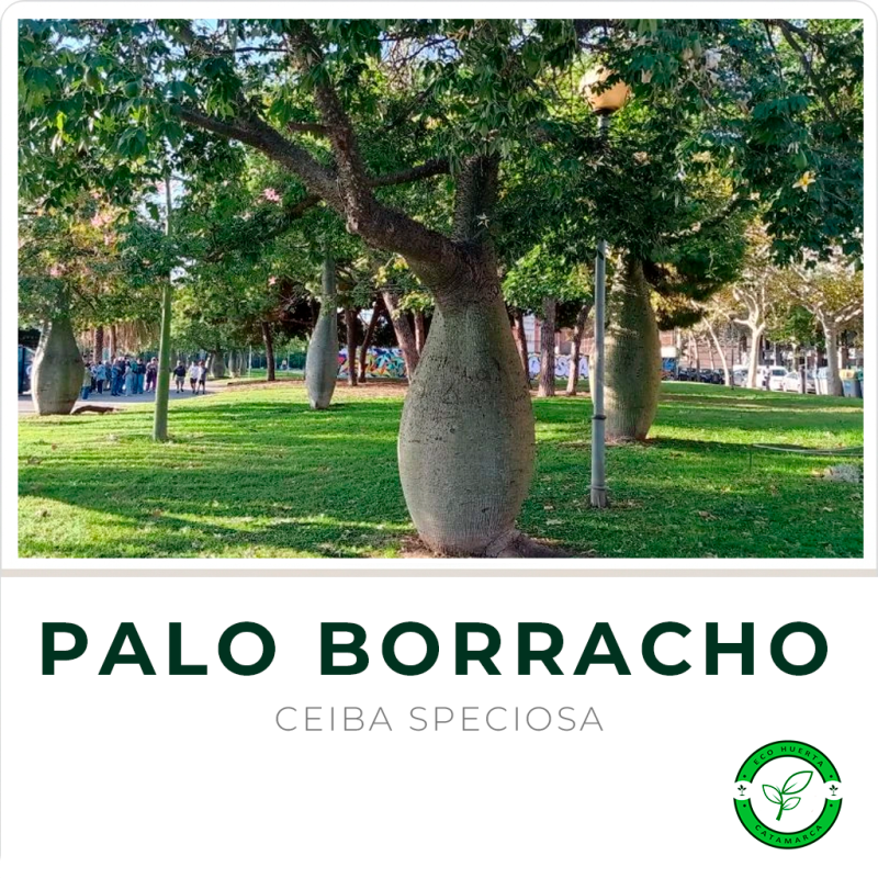 Palo Borracho (2.5 mts aprox)