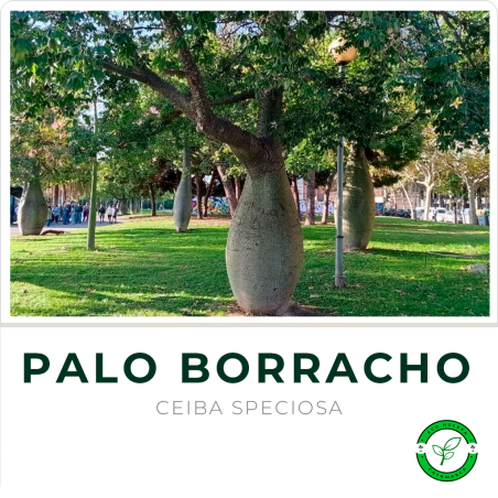 Palo Borracho (2.5 mts aprox)