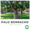 Palo Borracho (2.5 mts aprox)