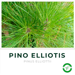 Pino Elliotti