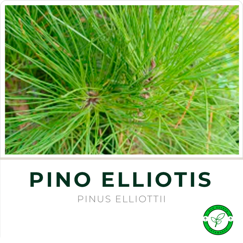 Pino Elliotti