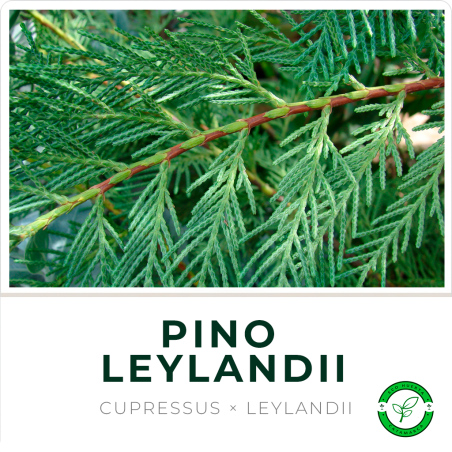 Pino Leylandii
