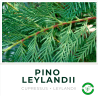 Pino Leylandii