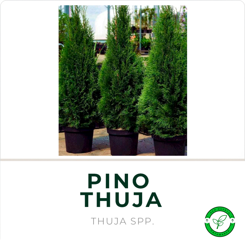 Pino Thuja