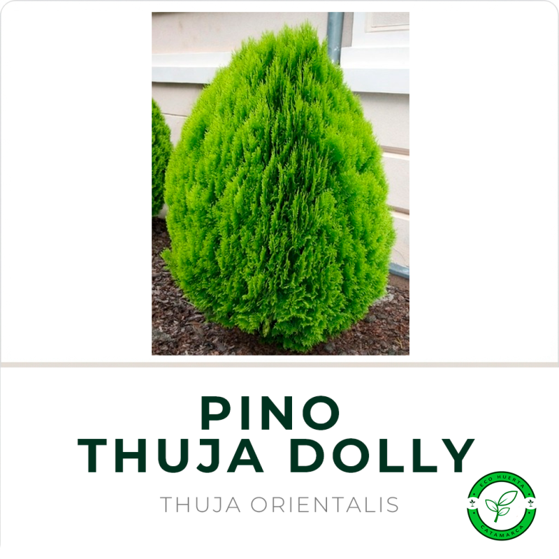 Pino Thuja Dolly