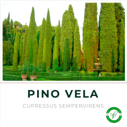 Pino Vela