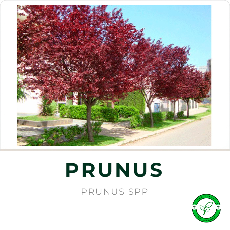 Prunus (Ciruelo de Jardín)