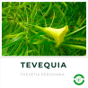 Tevequia