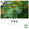 Tipa