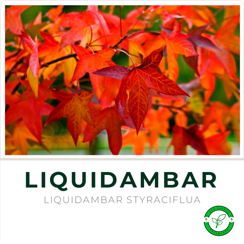 Liquidambar