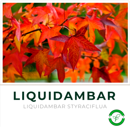 Liquidambar