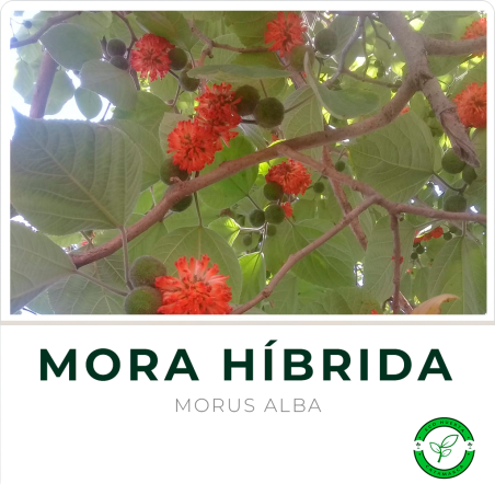 Mora Turca