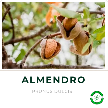 Almendro