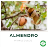 Almendro