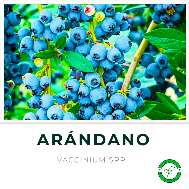 Arándano