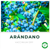 Arándano