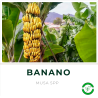 Banano