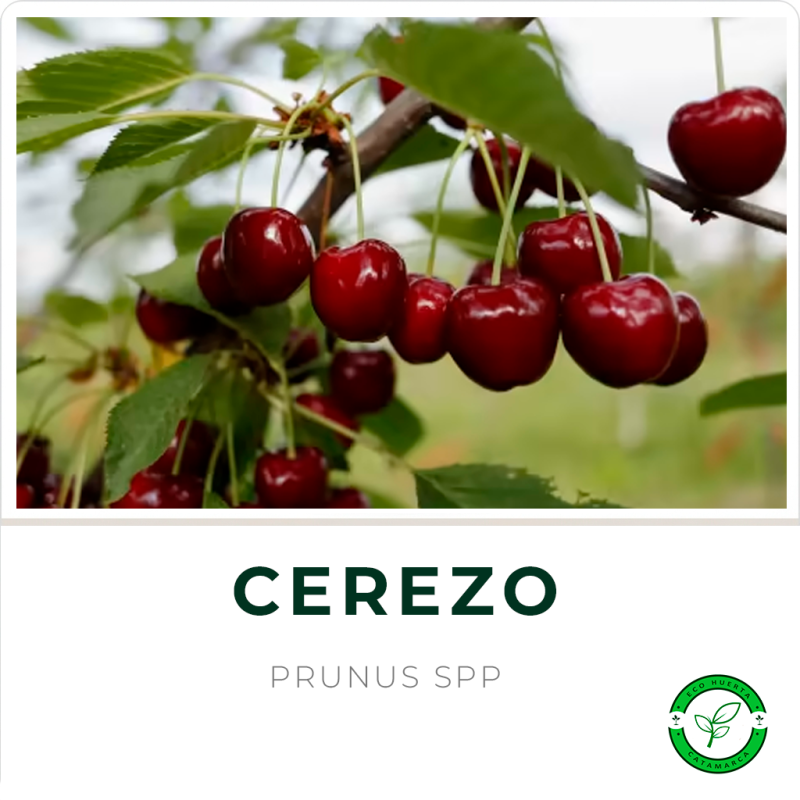 Cerezo