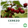 Cerezo