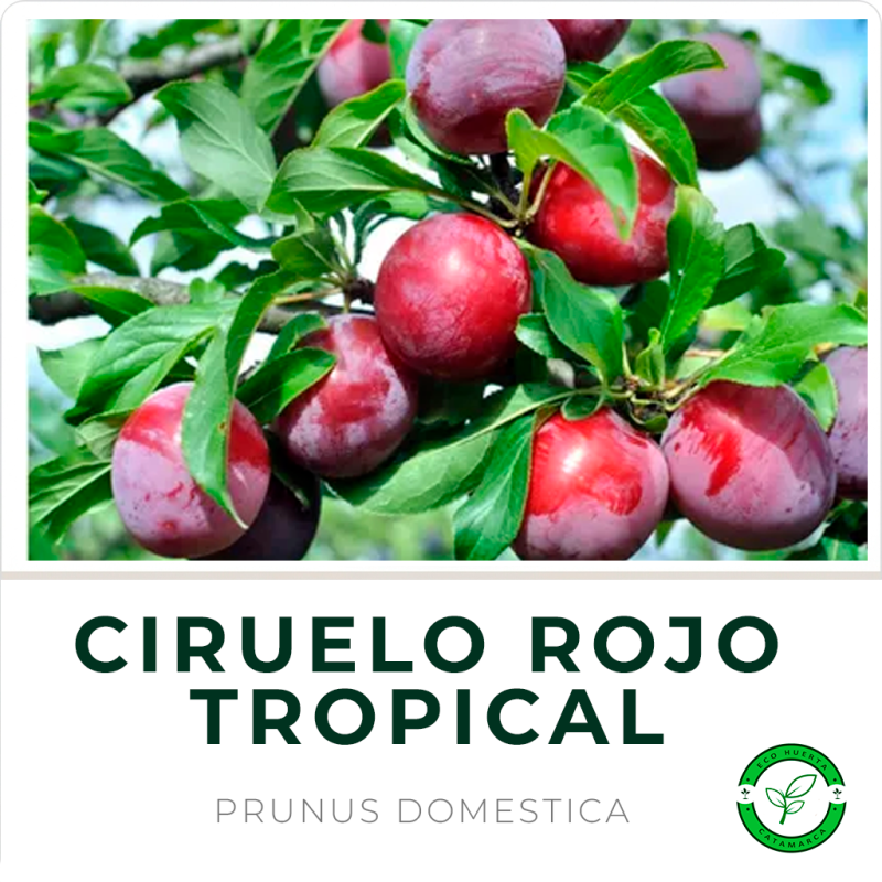 Ciruelo Rojo Tropical