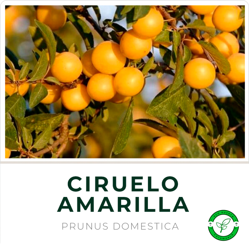 Ciruelo Amarillo