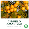 Ciruelo Amarillo