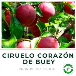 Ciruelo Corazón de Buey (rojo)