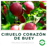 Ciruelo Corazón de Buey (rojo)