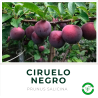 Ciruelo Negro