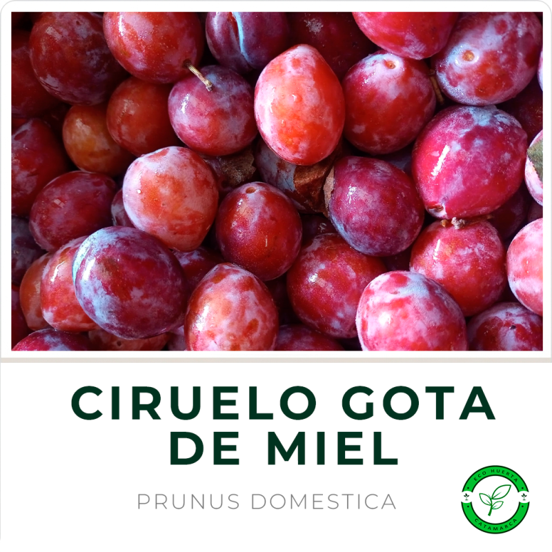 Ciruelo Gota de Miel
