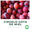 Ciruelo Gota de Miel