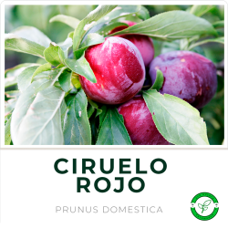 Ciruelo Rojo