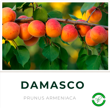 Damasco