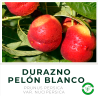 Durazno Pelón Blanco