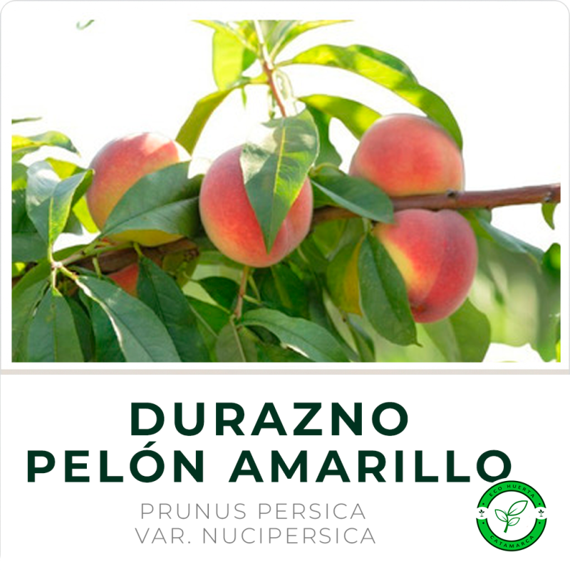 Durazno Pelón Amarillo